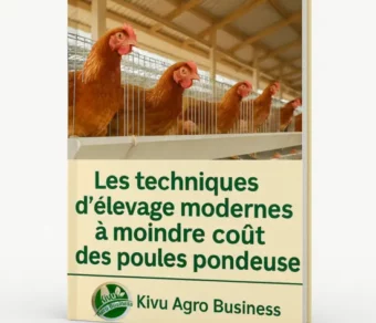 Les techniques d’élevage des poules pondeuses