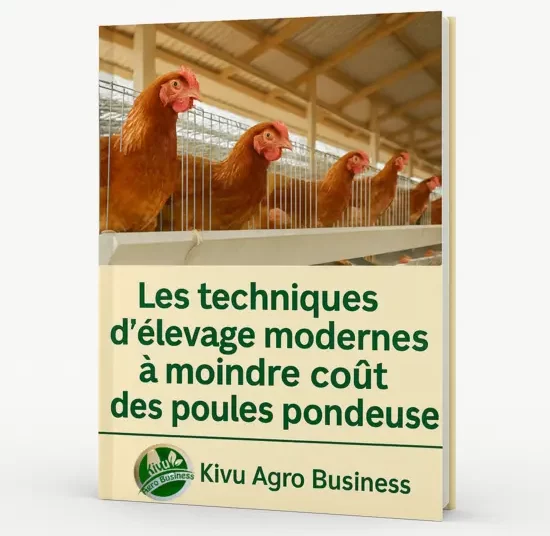 Les techniques d’élevage des poules pondeuses