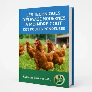 Les techniques d’élevage des poules pondeuses