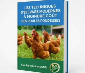 Les techniques d’élevage des poules pondeuses