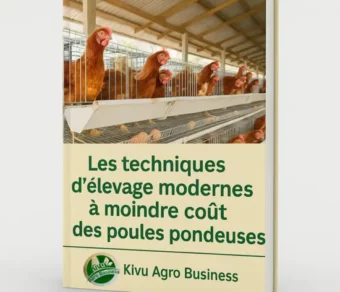 Les techniques d’élevage des poules pondeuses