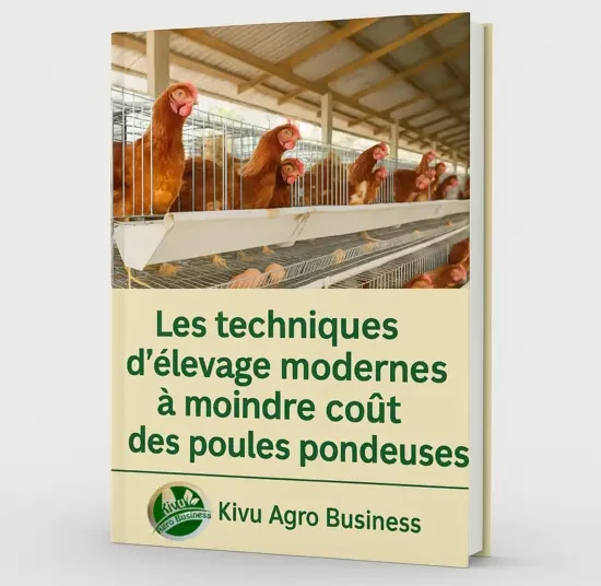 Les techniques d’élevage des poules pondeuses