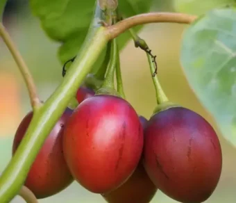 Tamarillo_1Kg