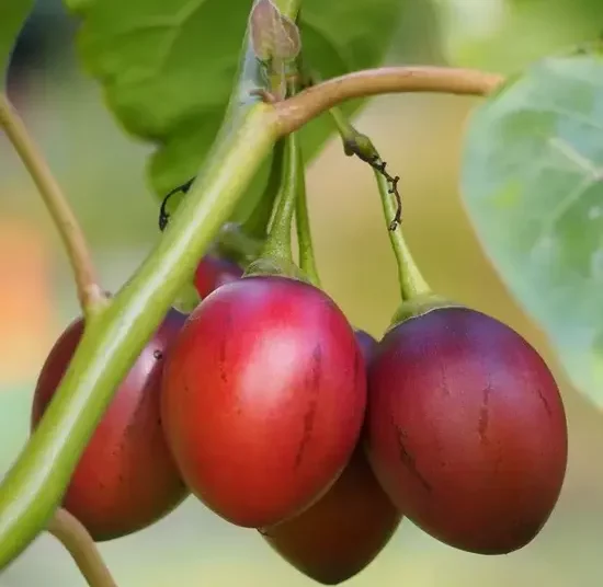 Tamarillo_1Kg