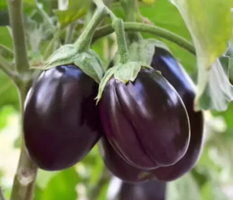 Aubergines violettes_1Kg