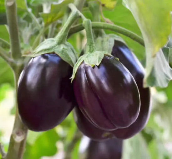 Aubergines violettes_1Kg