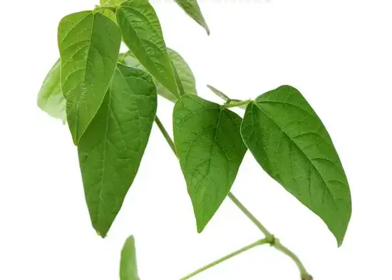 Bishogolo_1Kg