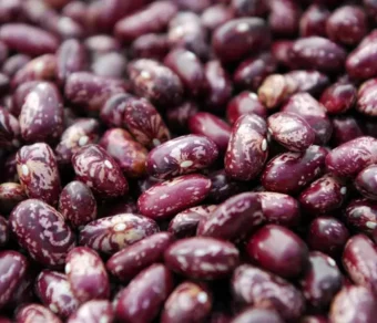 Haricot : HM 21-7_1Kg