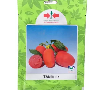 Tomate : Tandi F1_100 Graines