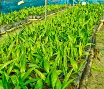 Plant de Palmier à huile