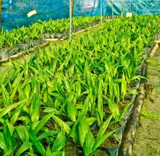 Plant de Palmier à huile
