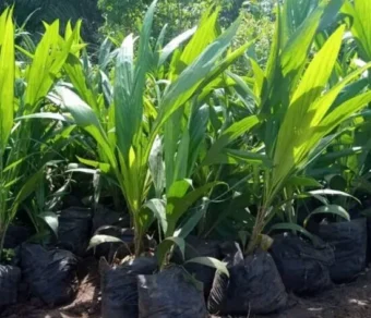 Plant de Palmier à huile