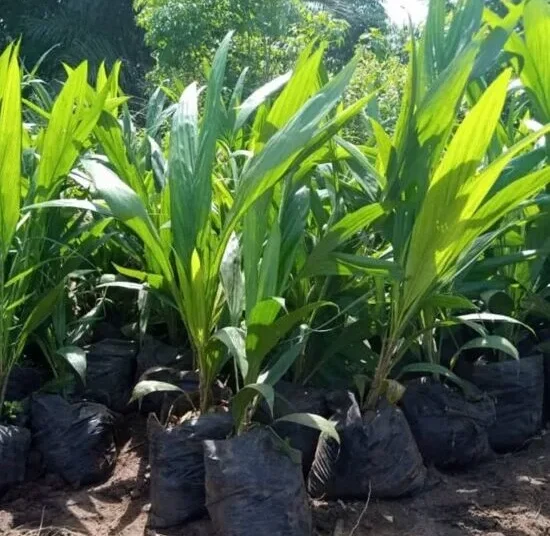 Plant de Palmier à huile