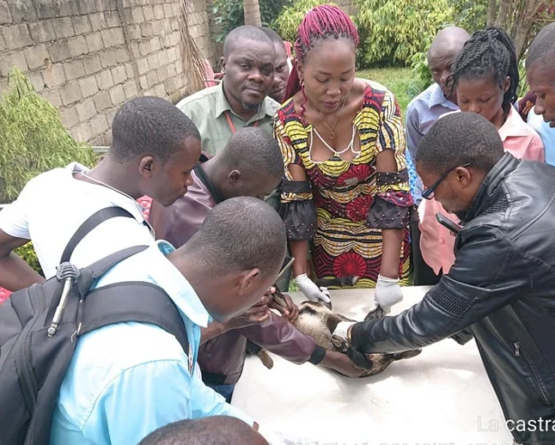 Serv Vet Sante Animal Serv Vet Sante Animal