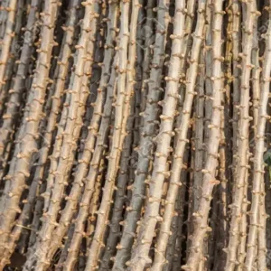 Bouture de manioc_100 ML