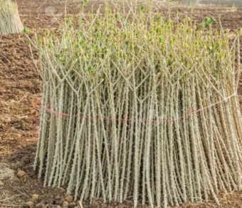 Bouture de manioc_100 ML