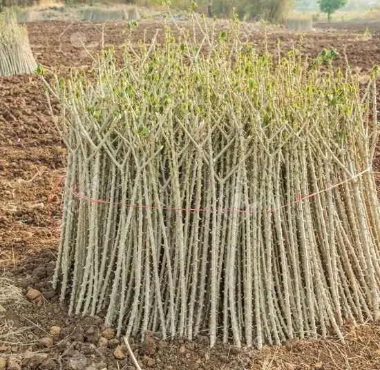 Bouture de manioc_100 ML