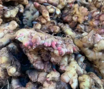 Gingembre prégermé_1Kg