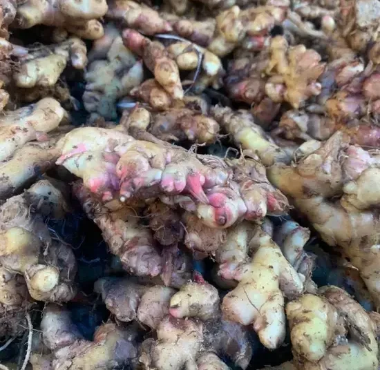 Gingembre prégermé_1Kg