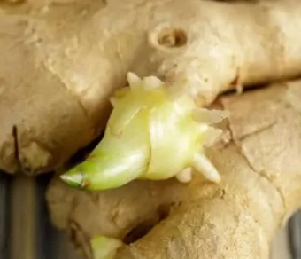 Gingembre prégermé_1Kg