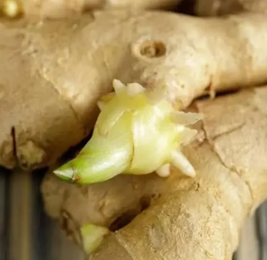 Gingembre prégermé_1Kg