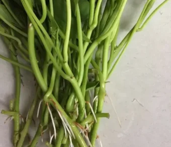 Bouture apicale de patate douce_1000 BA