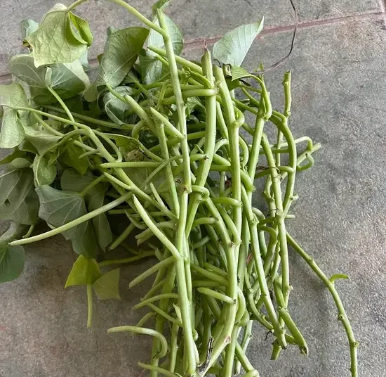 Bouture apicale de patate douce_1000 BA