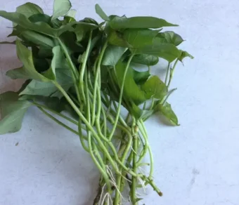 Bouture apicale de patate douce_1000 BA