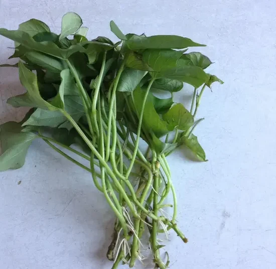 Bouture apicale de patate douce_1000 BA