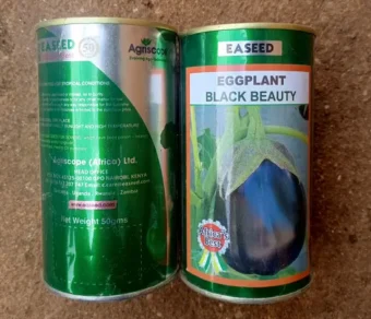 Aubergine "Black Beauty"_50gr