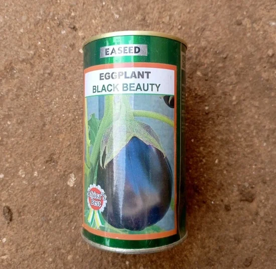 Aubergine "Black Beauty"_50gr