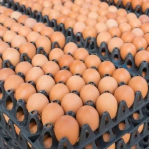 Œufs fertiles_30 Pces
