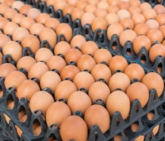 Œufs de table_30 Pces