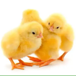 Poussin "Sasso F1"