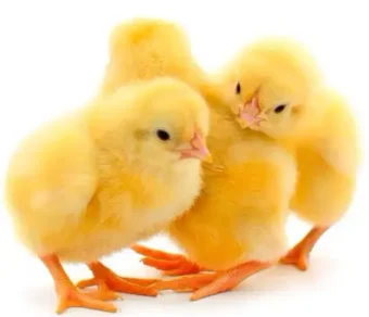 Poussin "Sasso F1"