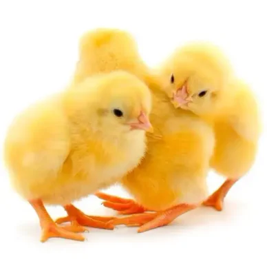 Poussin "Sasso F1"
